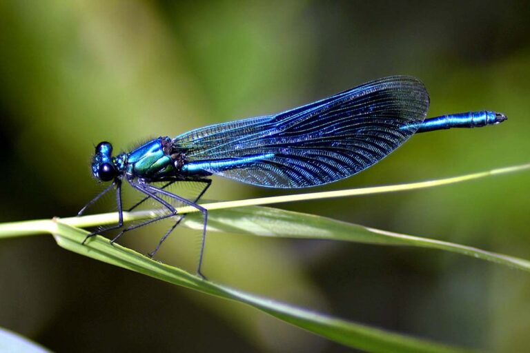 TOP 10 FASTEST INSECTS IN THE WORLD