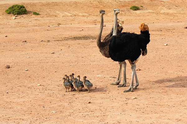 THE TOP 10 BIGGEST BIRDS IN THE WORLD.