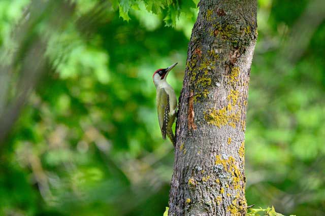 WOODPECKER