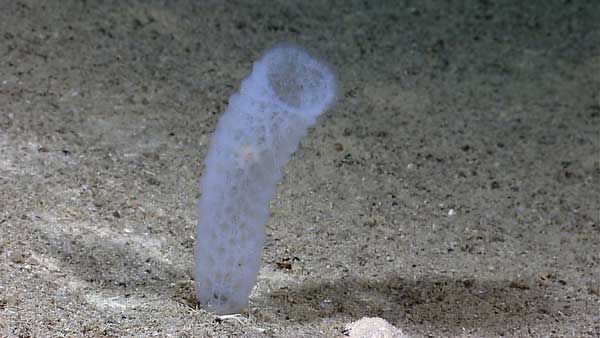 antarctic sponge