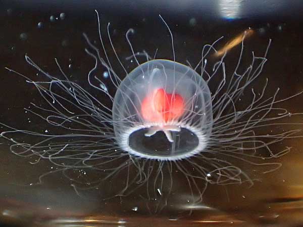 IMMORTAL JELLYFISH