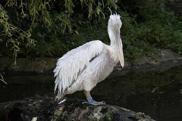 DALMTIAN PELICAN